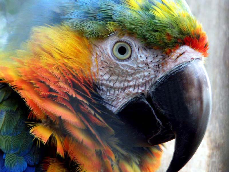 Parrot Portrait Panama